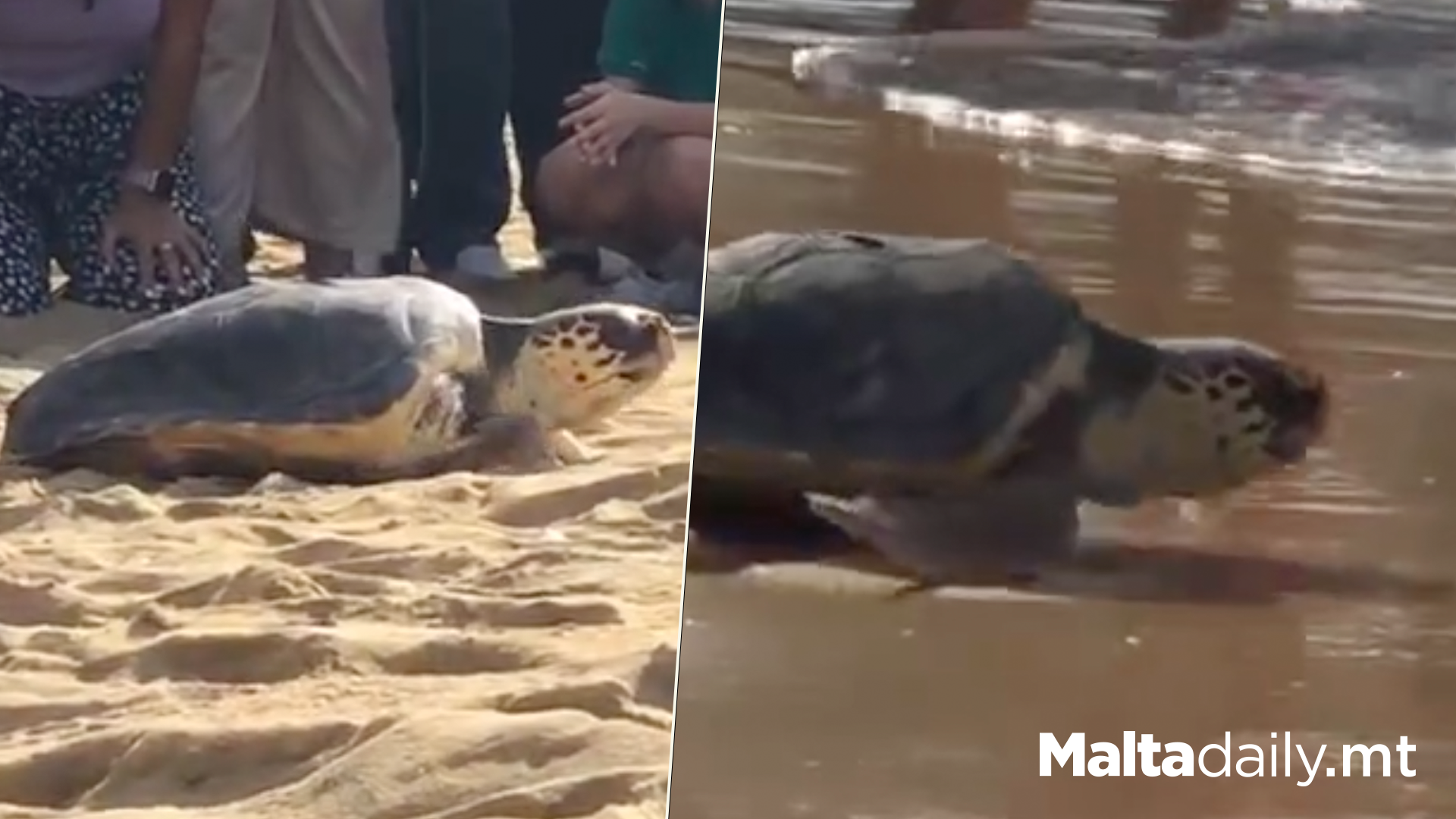 Three More Turtles Released In Golden Bay
