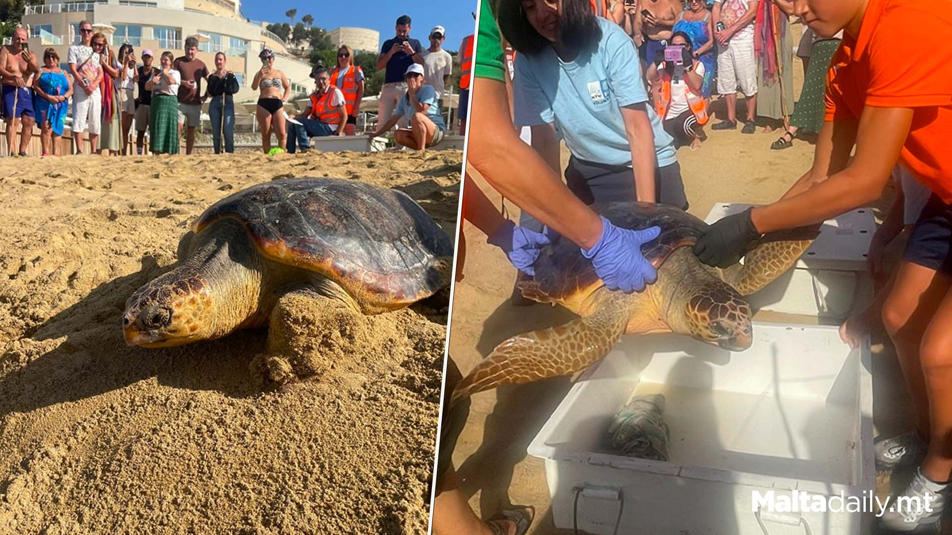 Turtles Nadia & Maria Released Back Into The Sea