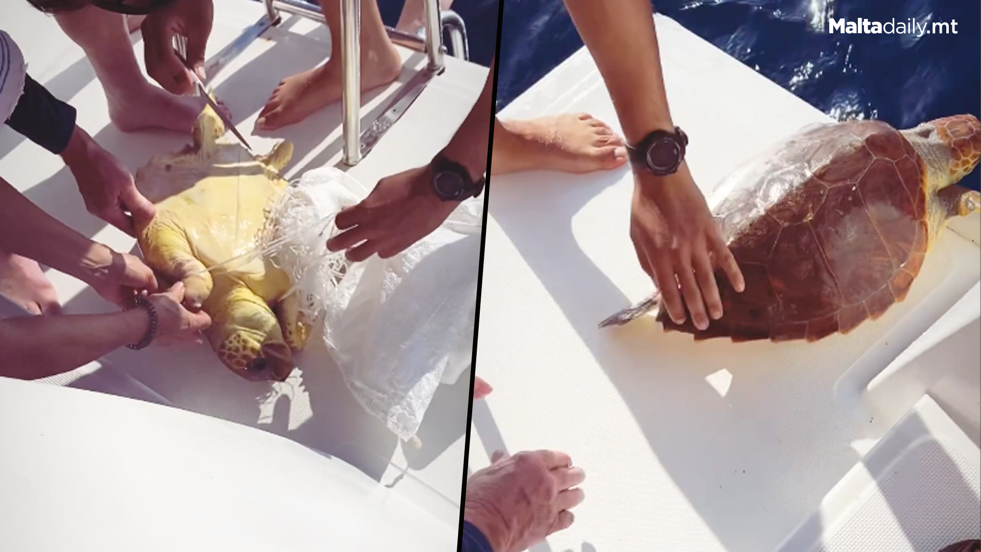 Turtle Trapped In Nylon Rescued By Local Sailors