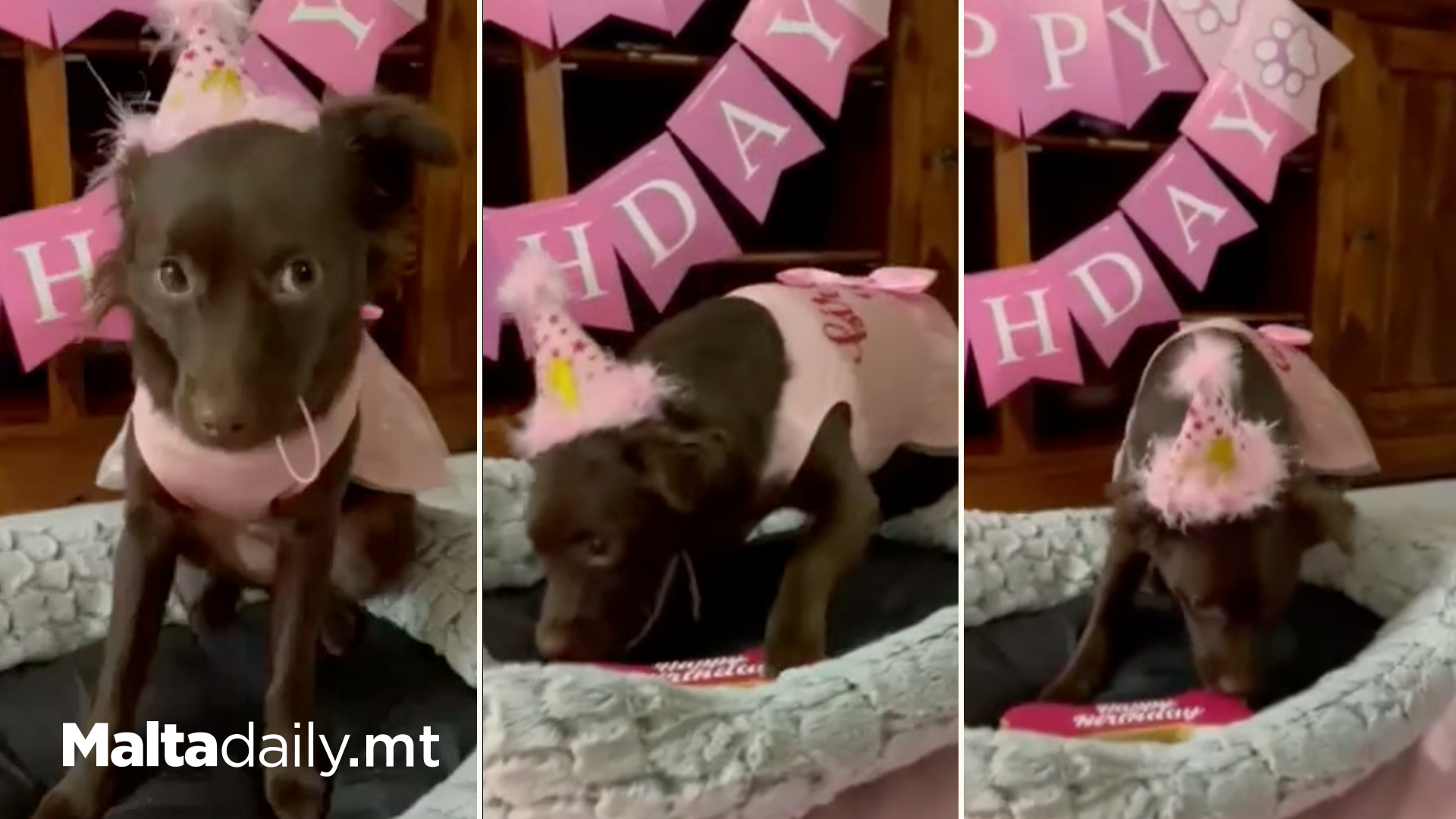Dog Celebrates Birthday After Being Adopted From Shelter