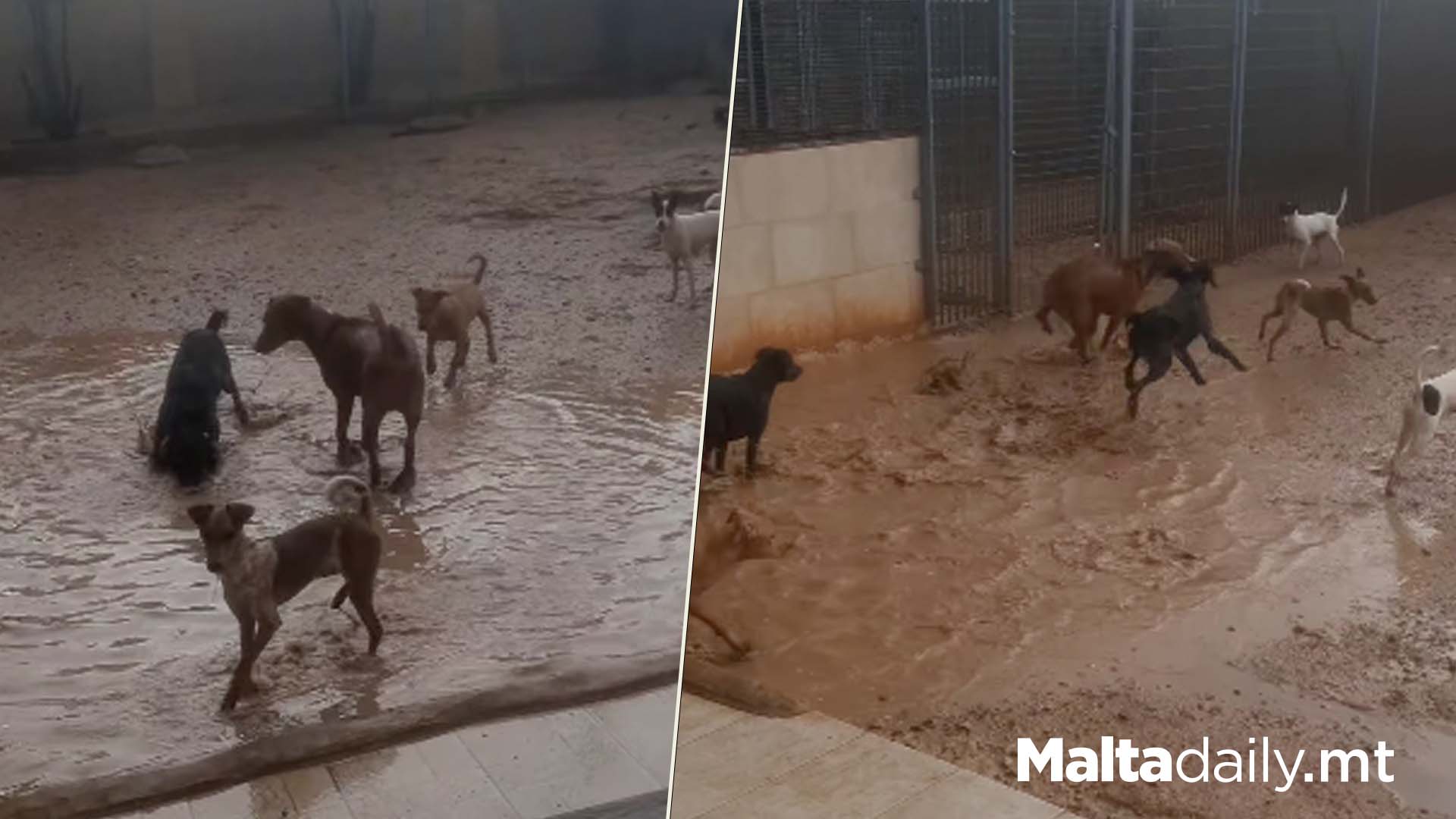 Dogs At Sanctuary Play In Puddles Following Rain