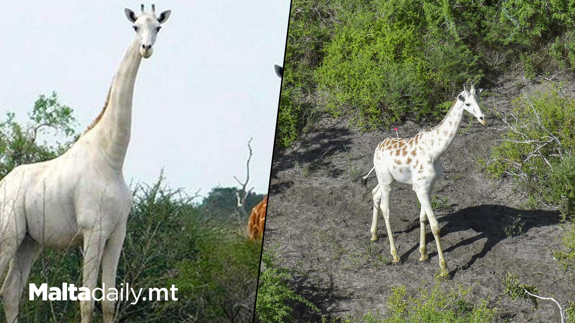 World's Only White Giraffe Fitted With Tracker Due To Poachers