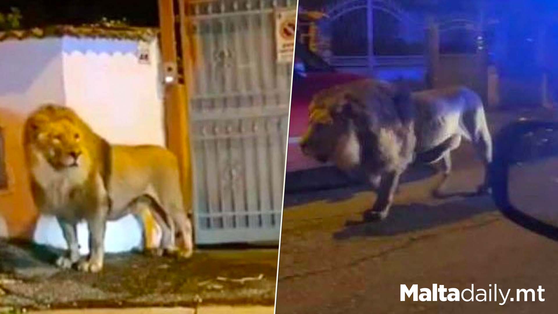 Lion Prowls Italian Town After Escaping From Circus