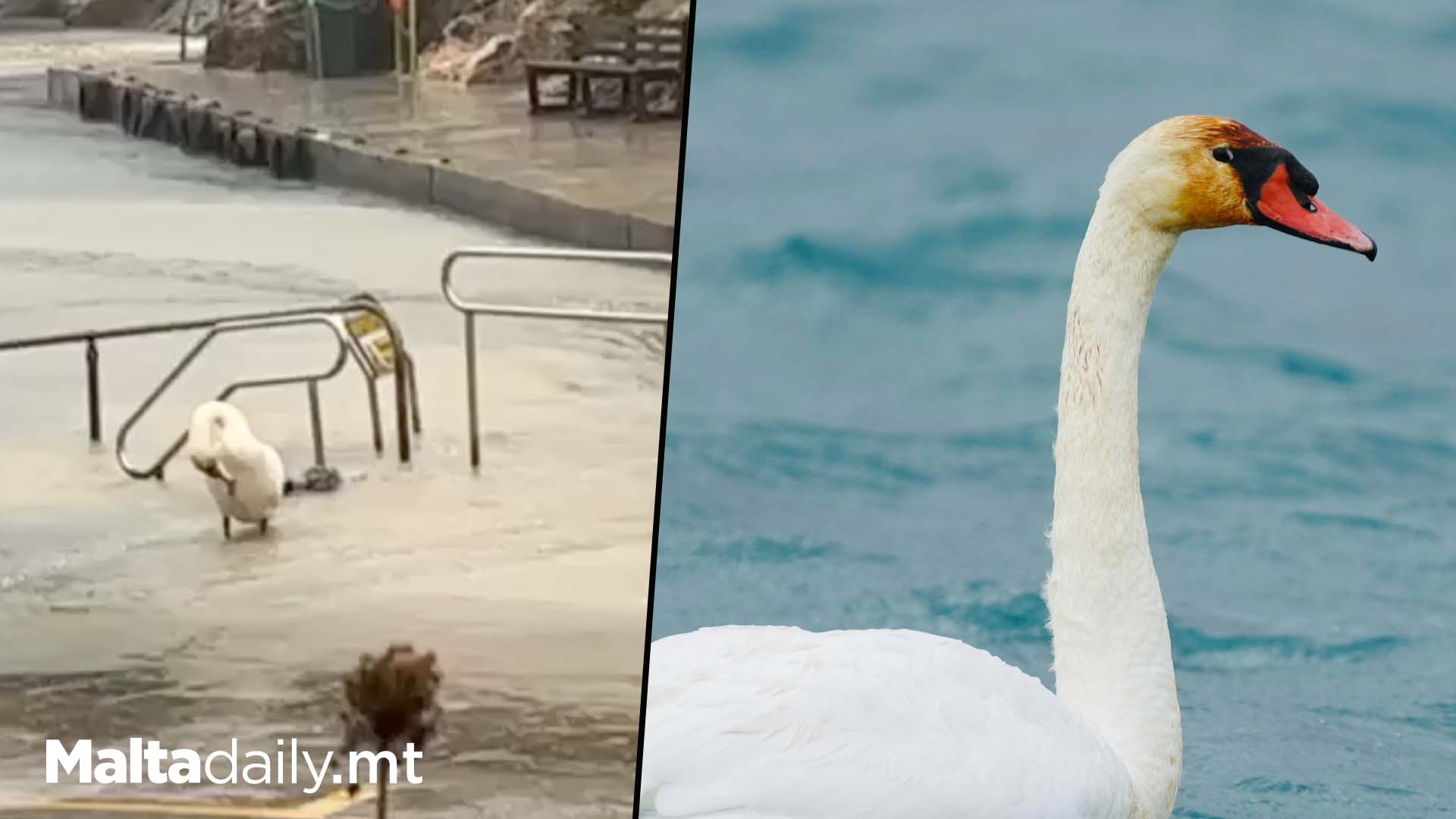 Swan With Bloody Head And Belly Injury Appears In Gozo