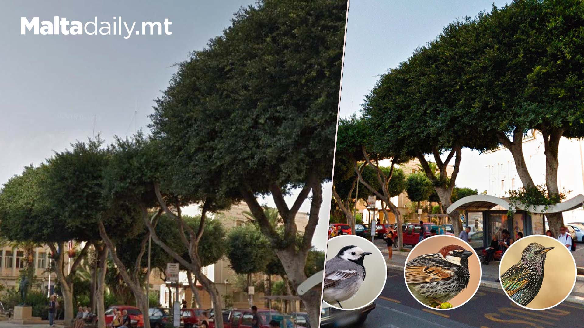 Activists Call Out Destruction Of Ficus Trees In Mosta Square