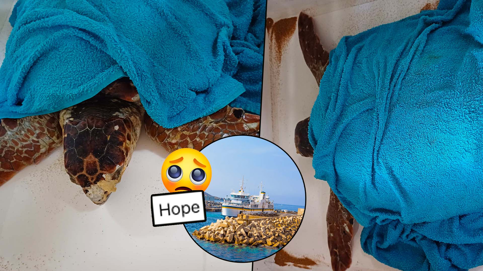 Injured Turtle Rescued By Family, Activists & Gozo Channel Staff