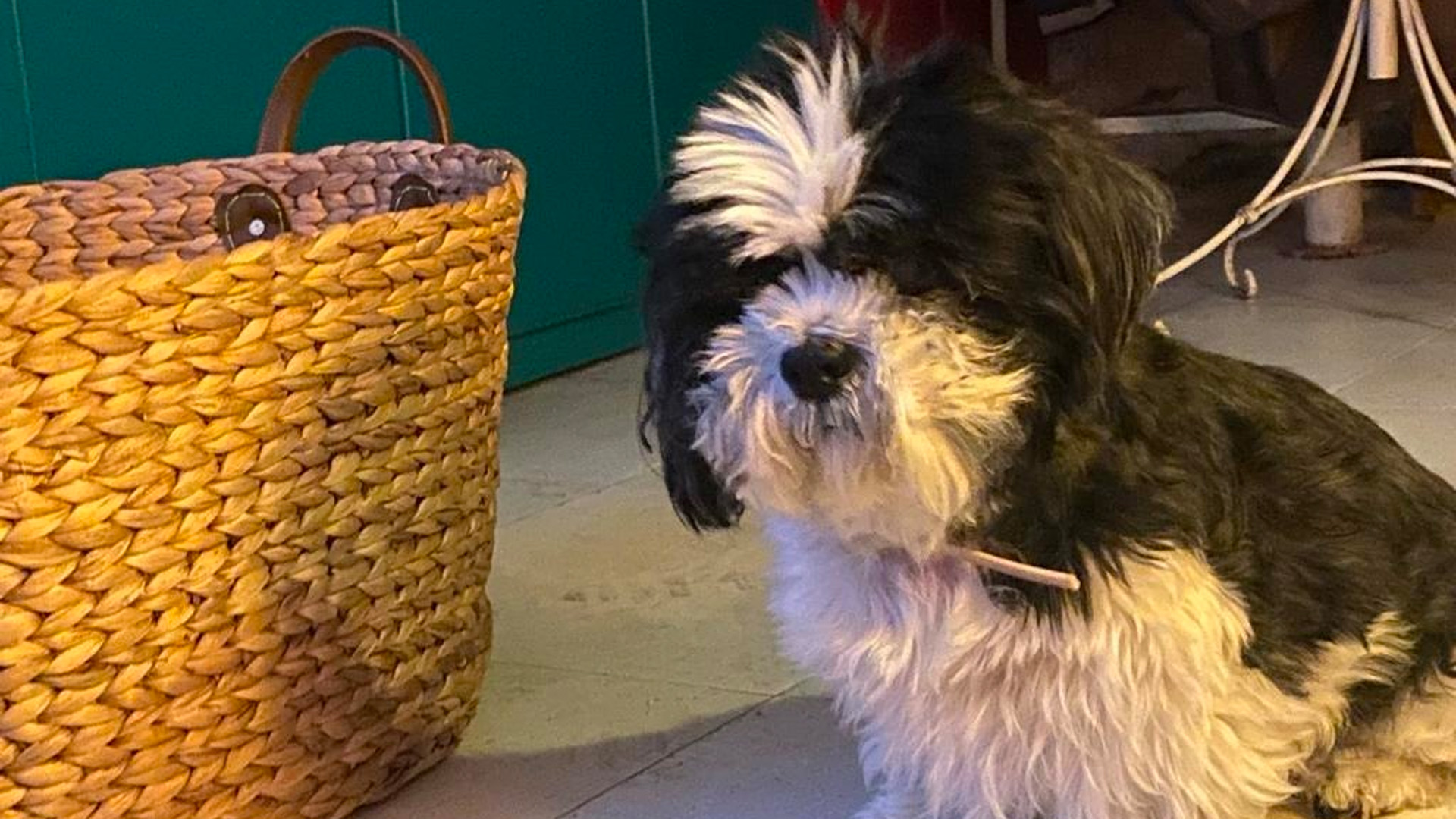 Peppi Azzopardi Posts Heartfelt Tribute To Dog 'Ċikku' After Passing