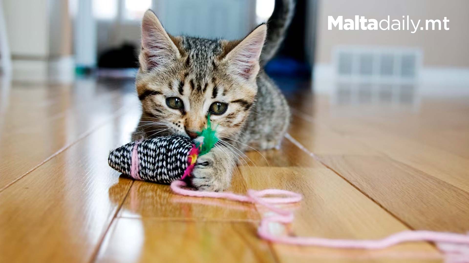 Study Confirms Many Cats Love To Play Fetch