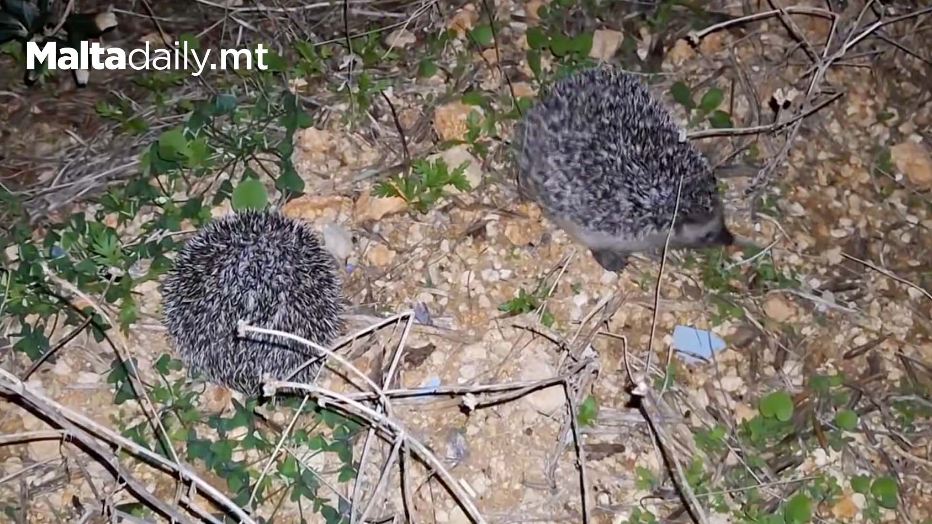 Hedgehogs Wenzu Miki & Sky Released Back Into The Wild