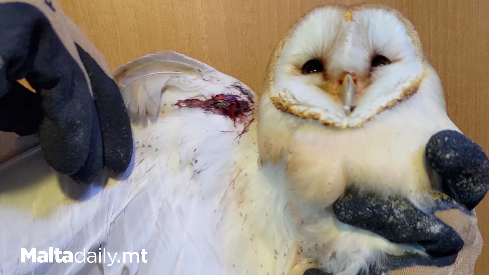 Barn Owl Found With Gun Shot Injury In Ħaż-Żebbuġ