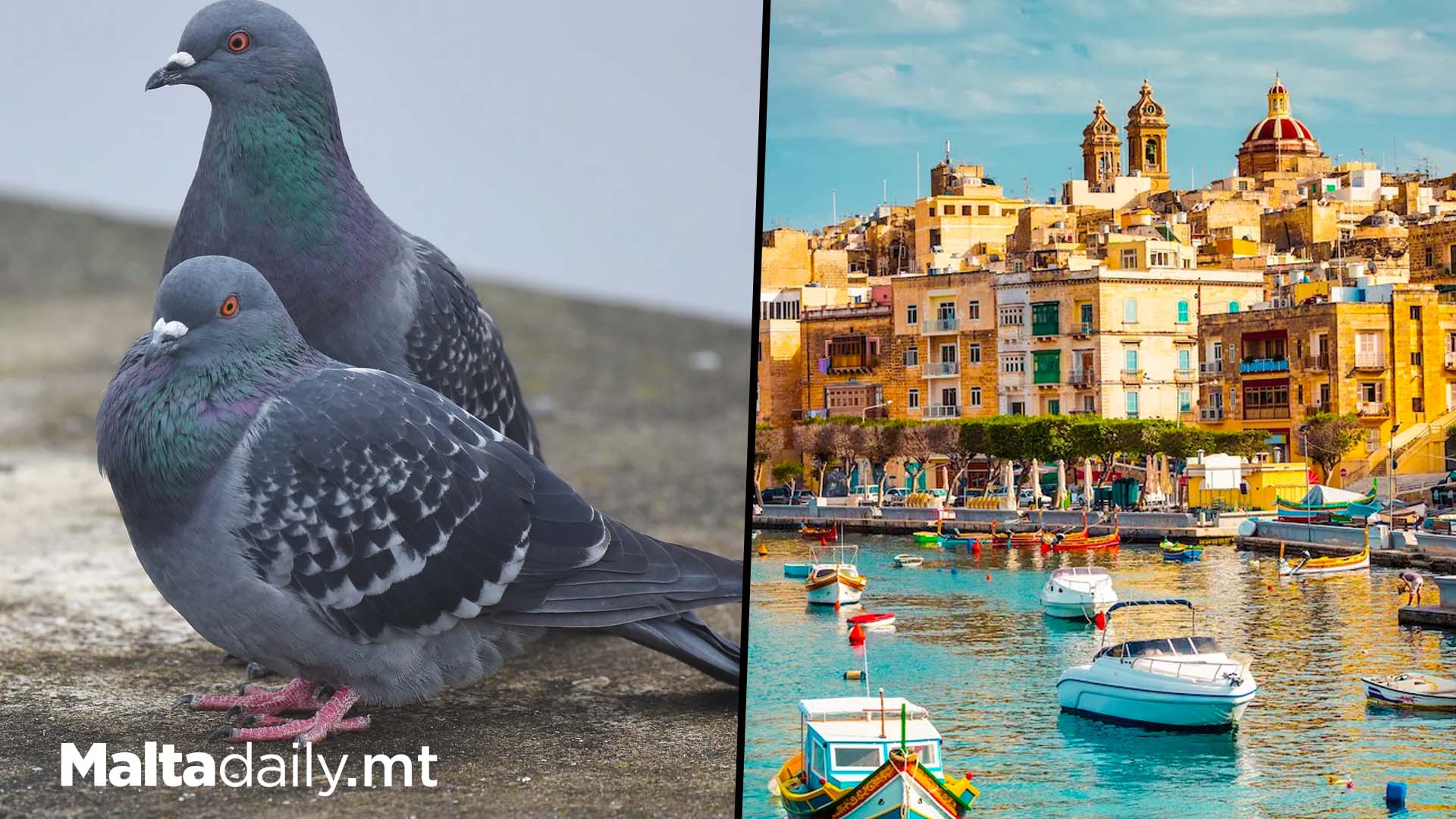 Maltese Pigeons Dislike Being Around Modern Buildings