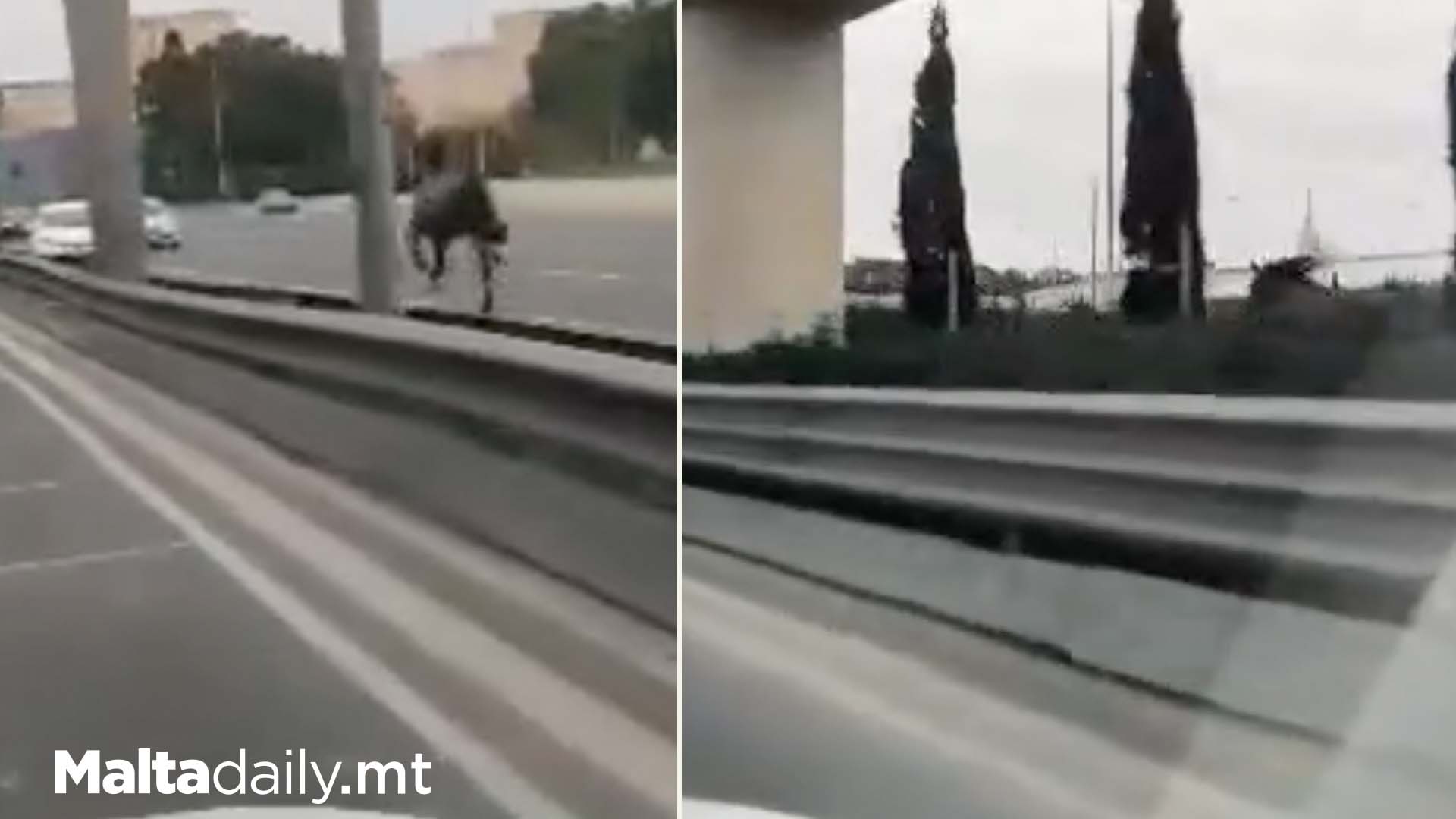 Escaped Horse Runs In Marsa Towards Traffic