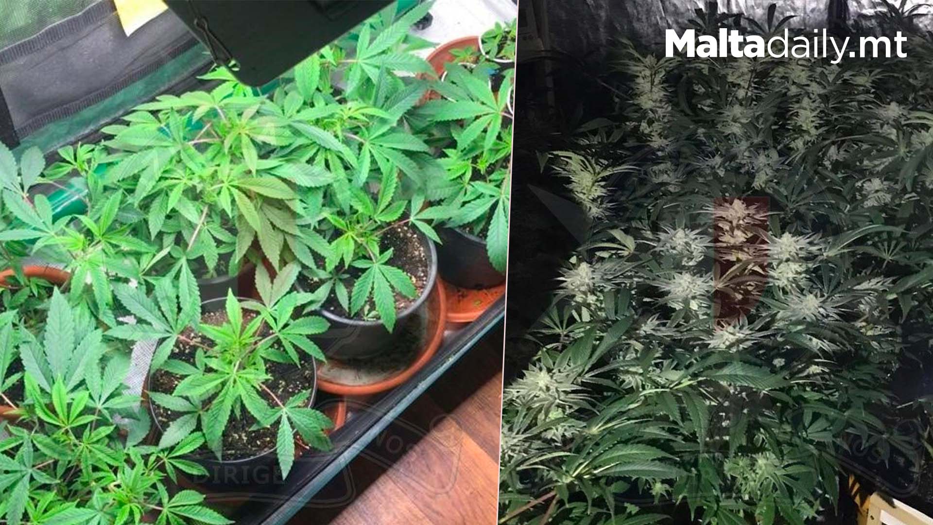Police Arrest Man After Finding Large Amount Of Cannabis