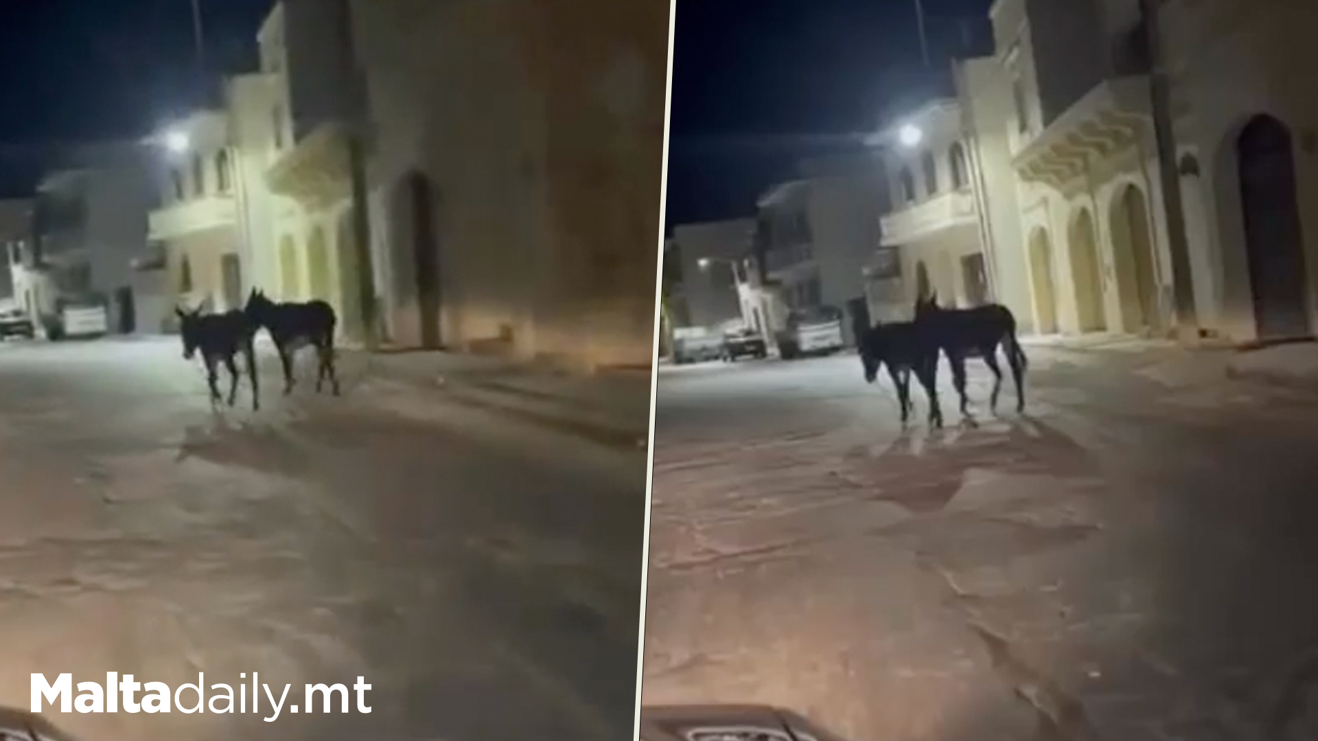 Unaccompanied Donkeys Spotted In Nadur, Gozo