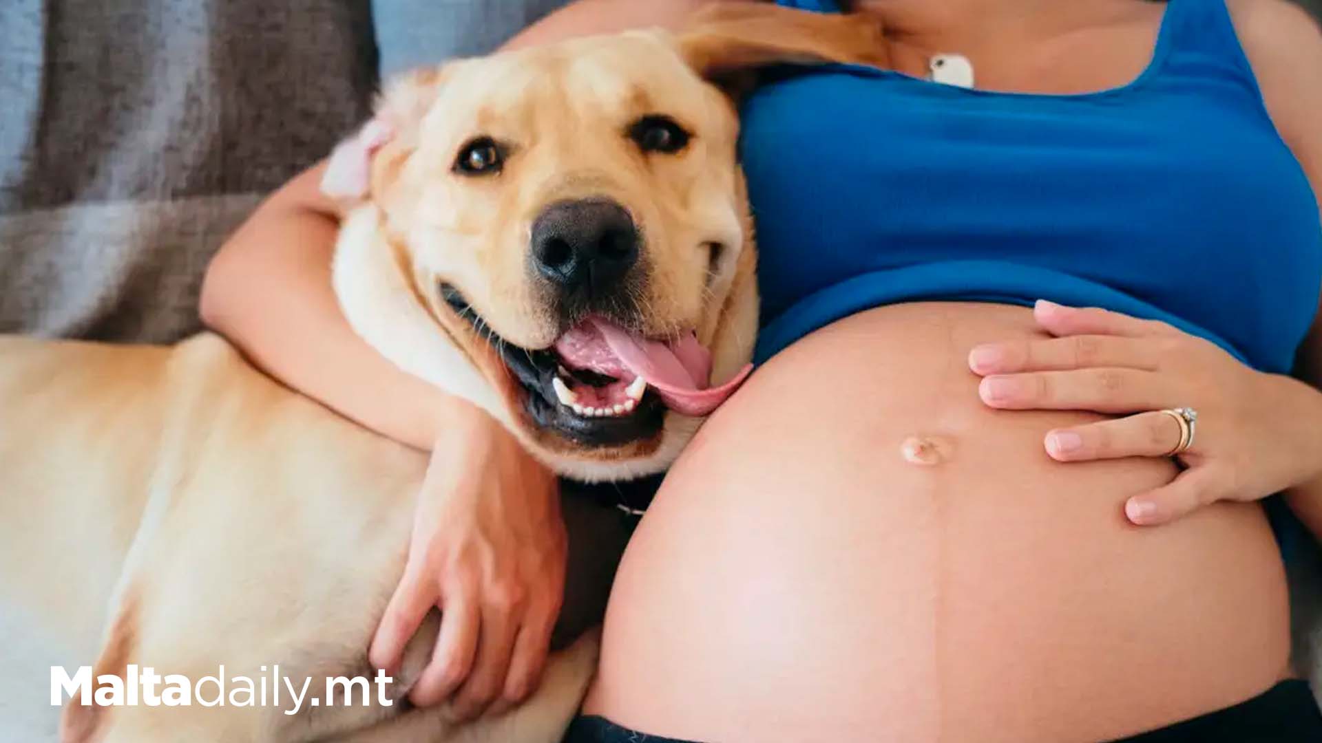 Dogs Are Able To Sense When Human Owners Are Pregnant