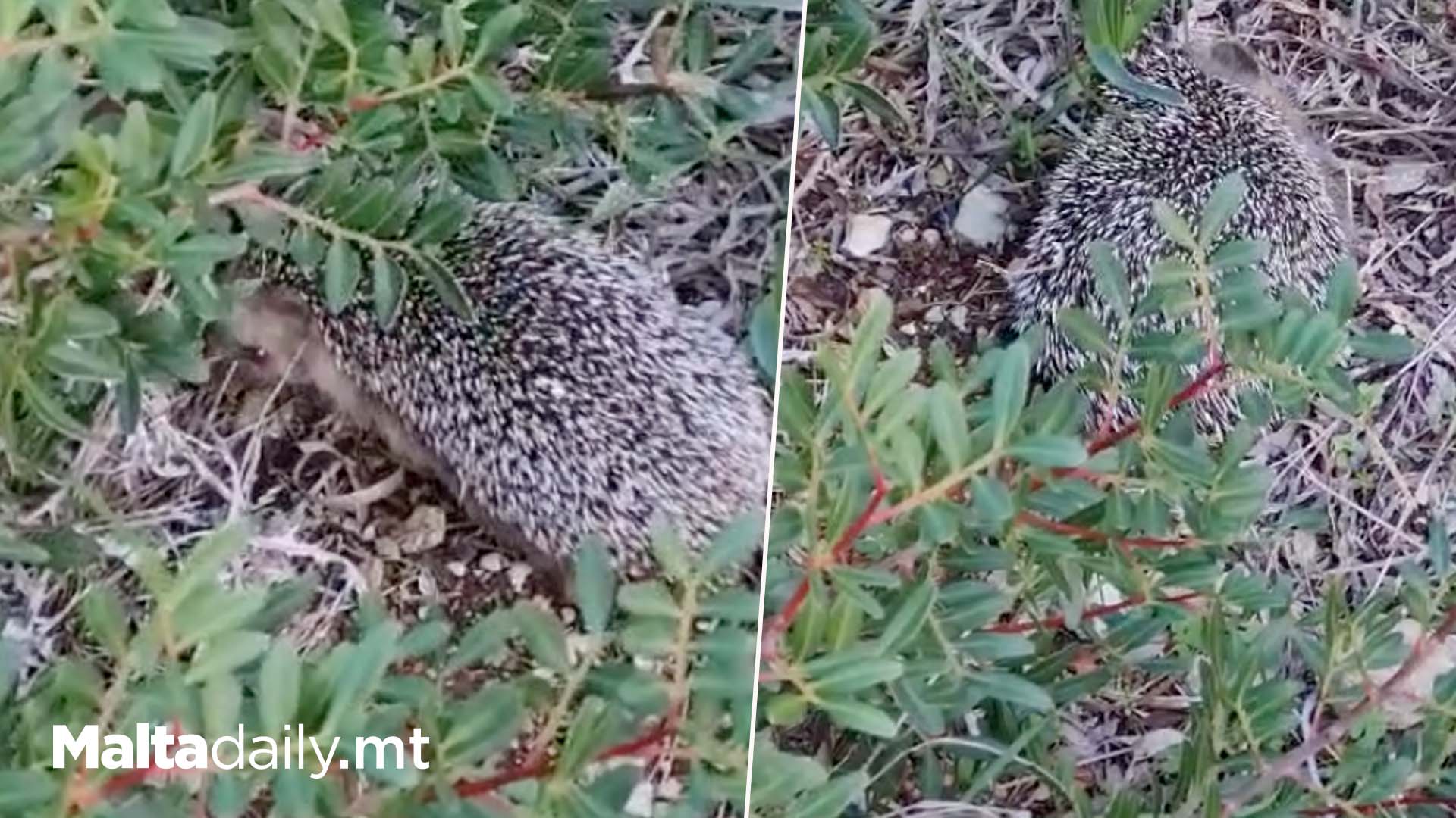 Rescued Hedgehogs Released Back Into The Wild