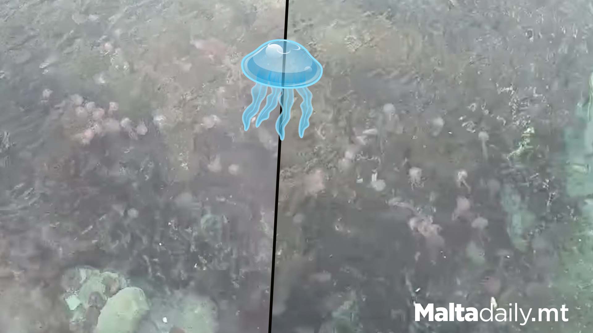 First Mass Bloom Of Jellyfish In Marsascala
