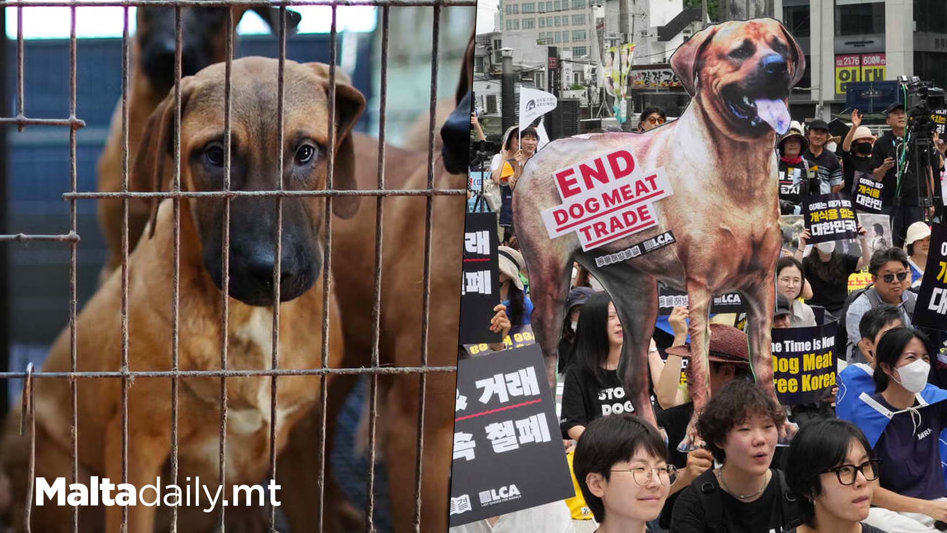 South Korea Passes Bill To Ban Eating Dog Meat