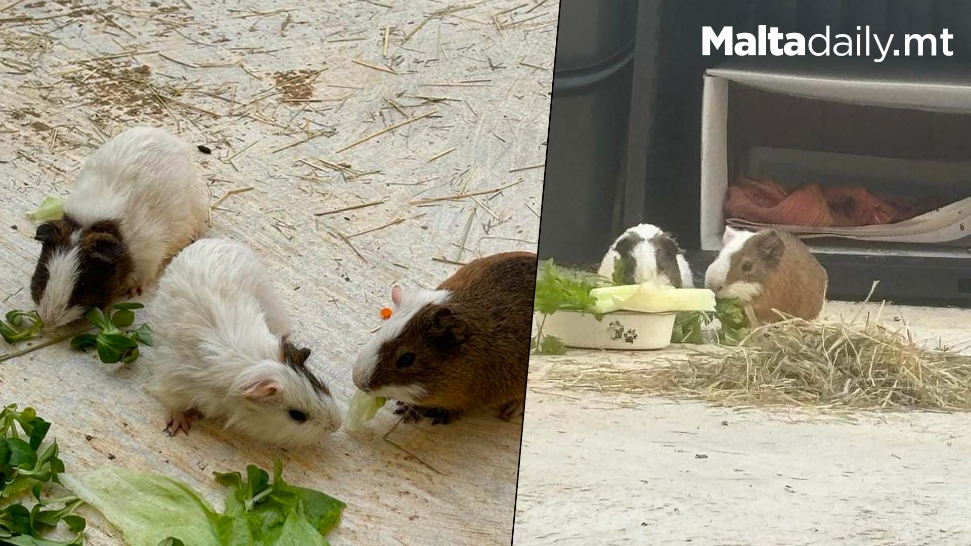 Guinea Pigs Abandoned Near Gozo Pond Rescued