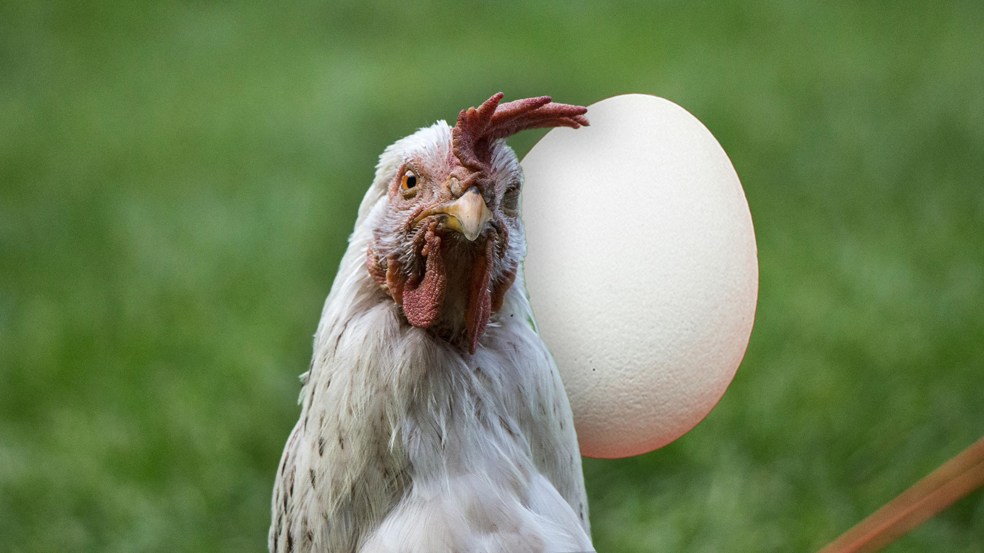 Chicken Vs. Egg: Scientists Finally Reveal Which Came First