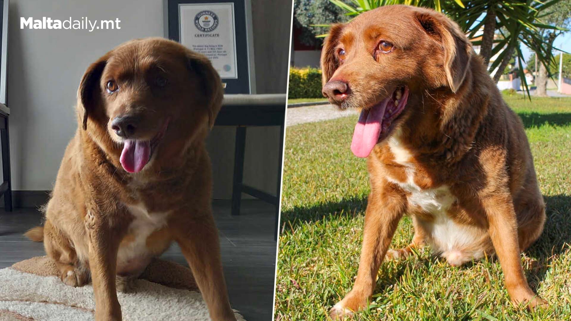 'Oldest' Dog Bobi Stripped Off Guinness World Record Title