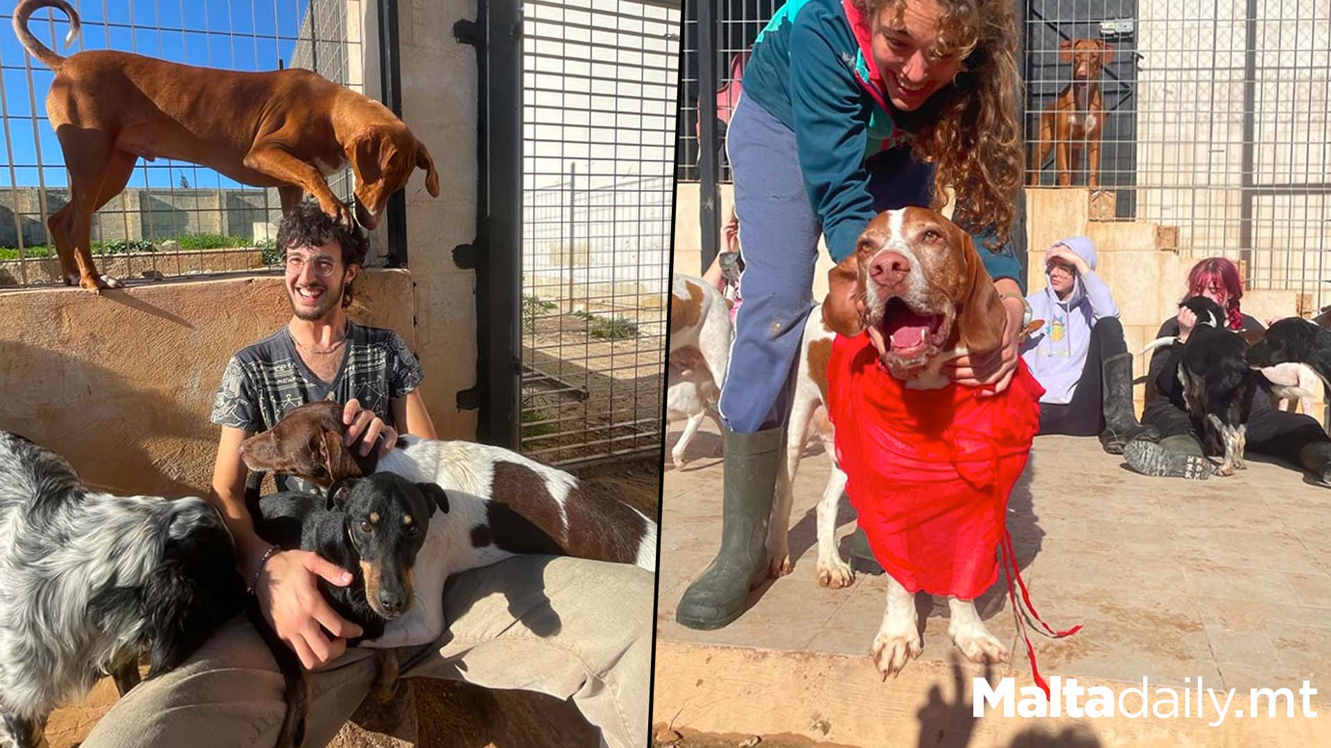 Lots Of Valentine's Day Love For Shelter Dogs