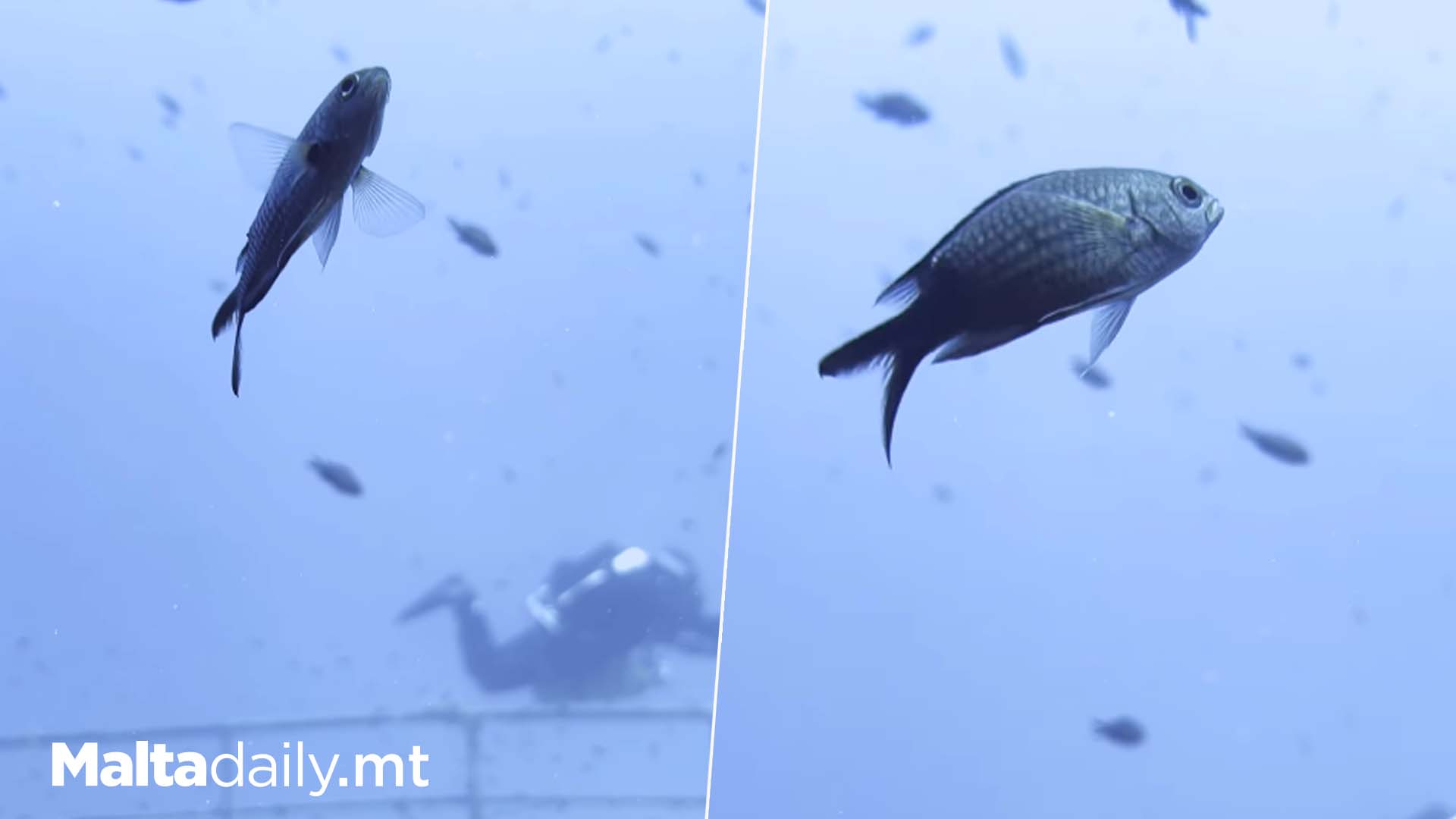 Fish Photobombs Diver In Malta