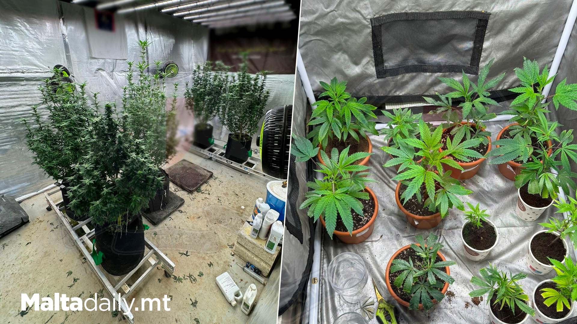Two Arrested For Cultivating Cannabis Plants & Cocaine