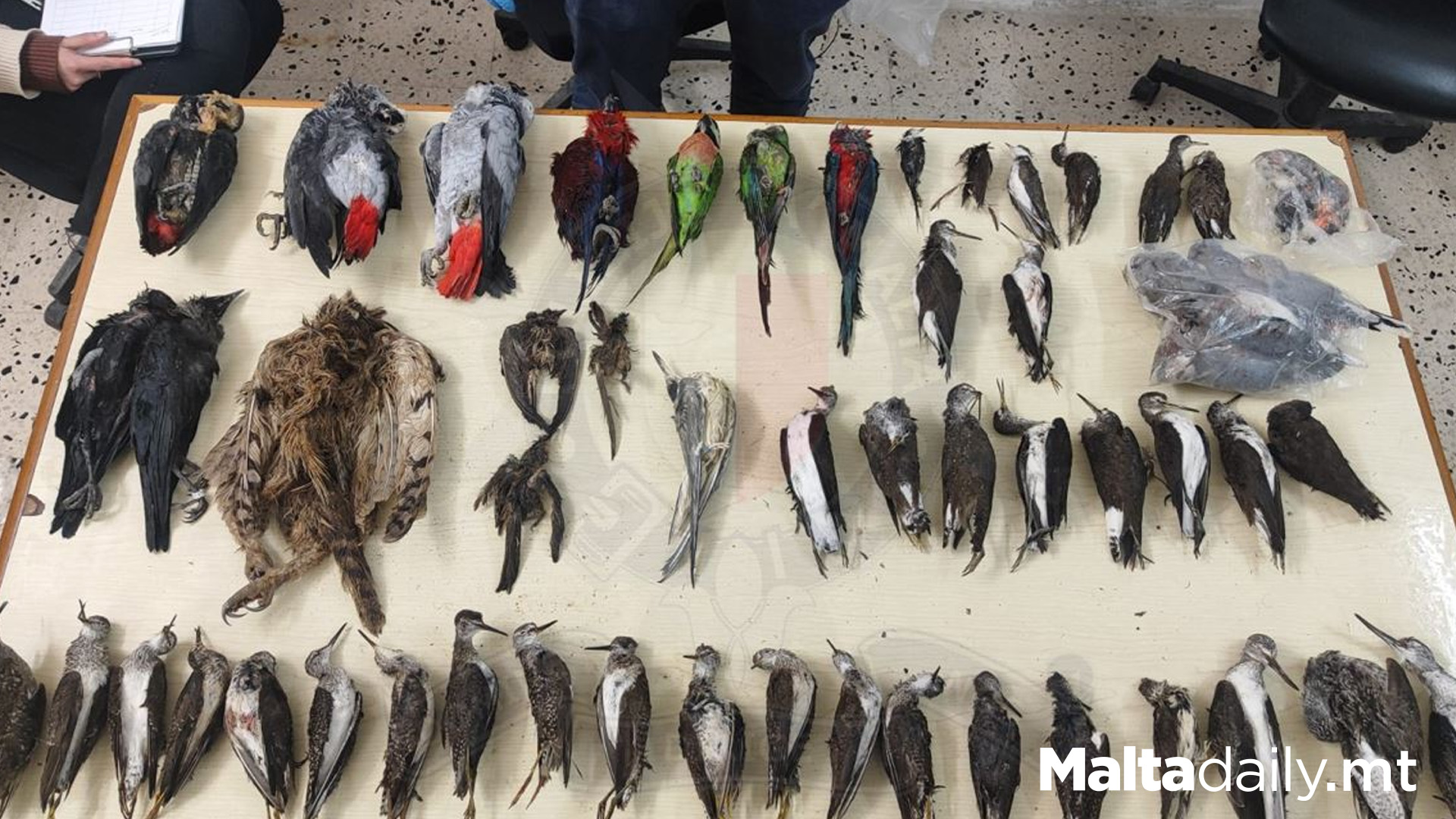 Over 2,500 Protected Bird Carcasses Found In Crime Bust