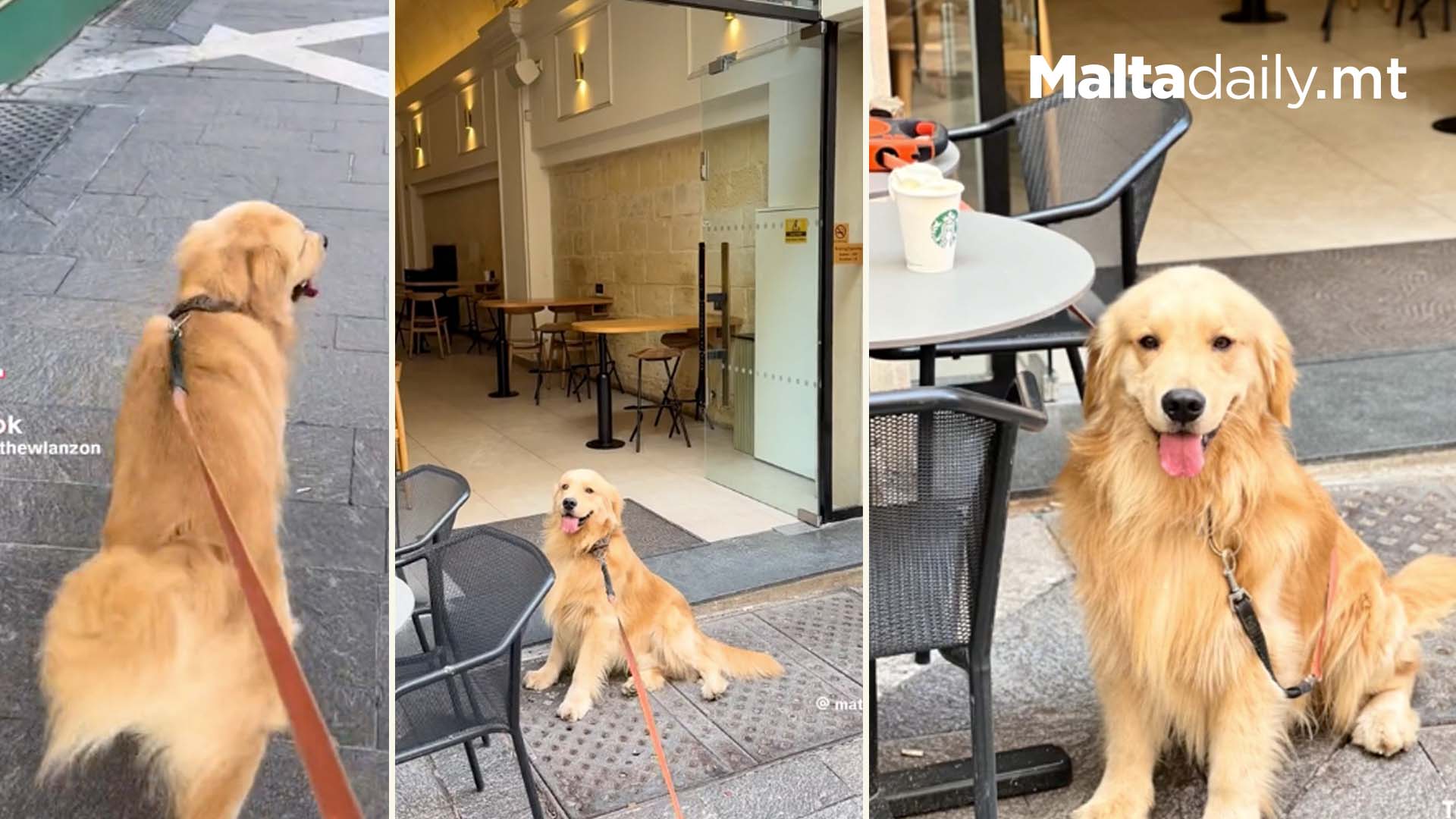 Local Dog Goes For Starbucks Malta Run