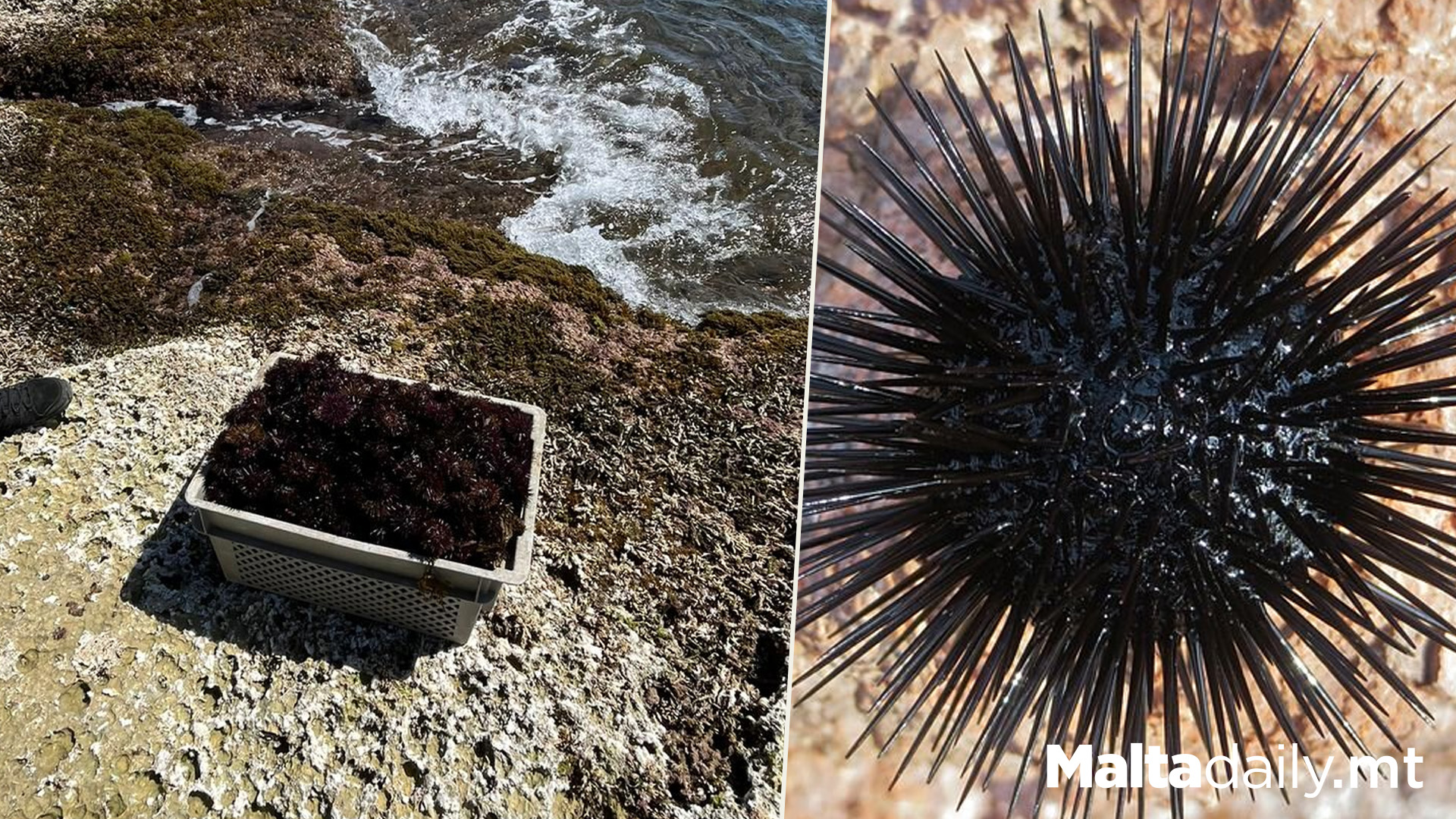 Man Caught Illegally Collecting Over 1000 Sea Urchins