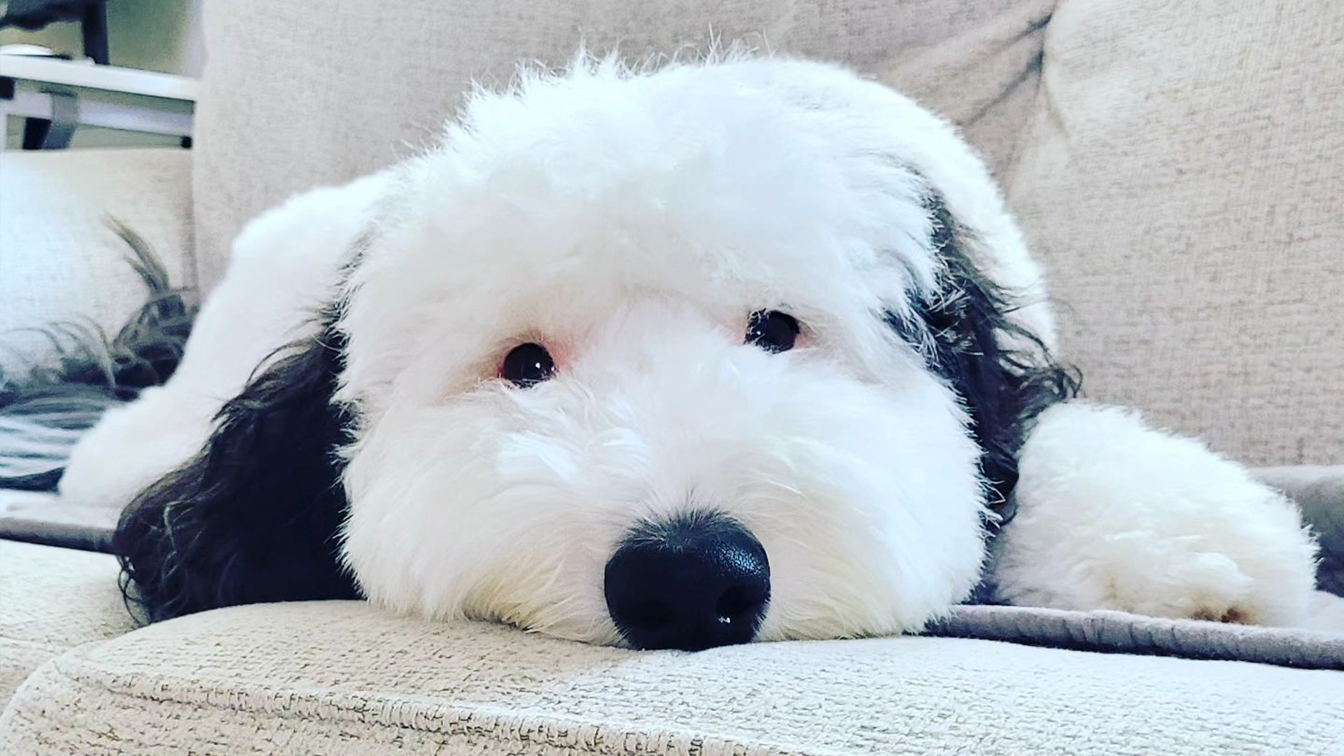 Dog Goes Viral for Looking Like Snoopy