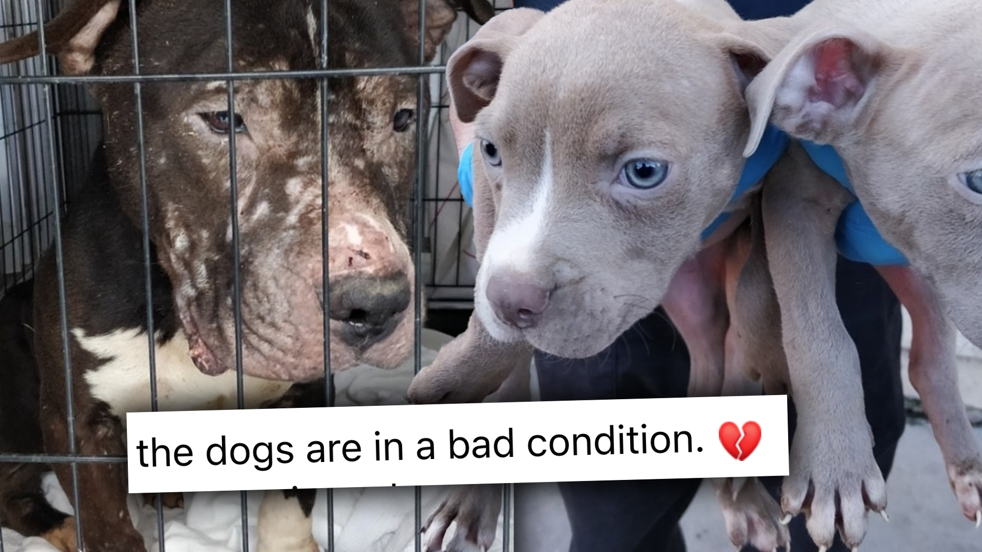 Harsh Reality of Malta's Abandoned Dogs Revealed by AAA