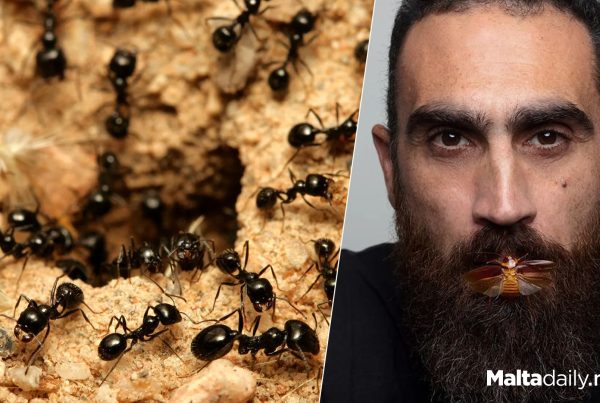 Are Ants A Problem In Malta? Some Of Them Are