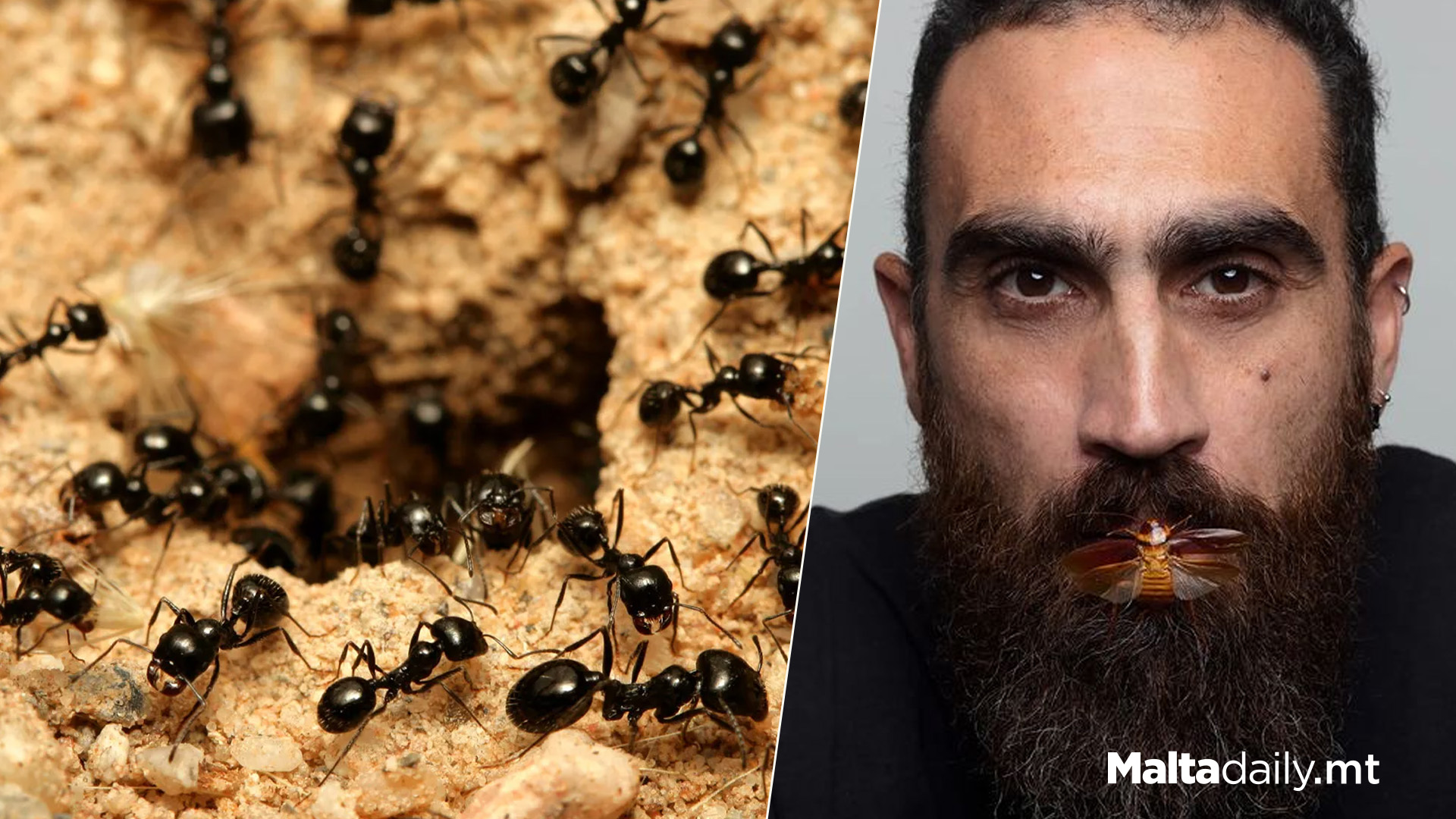 Are Ants A Problem In Malta? Some Of Them Are