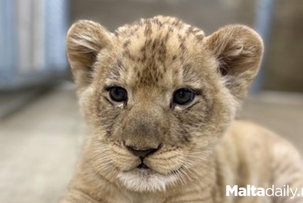 €20,000 Fine For Not Registering 11 Newborn Big Cat Cubs