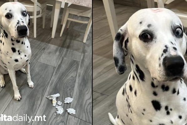 Dog 'Keeps' Owner On Diet By Eating Her Lunch