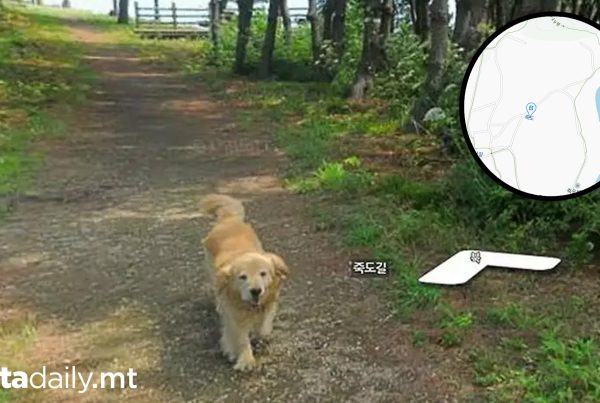 Cute Dog Photobombs Google Maps 1,000+ Times
