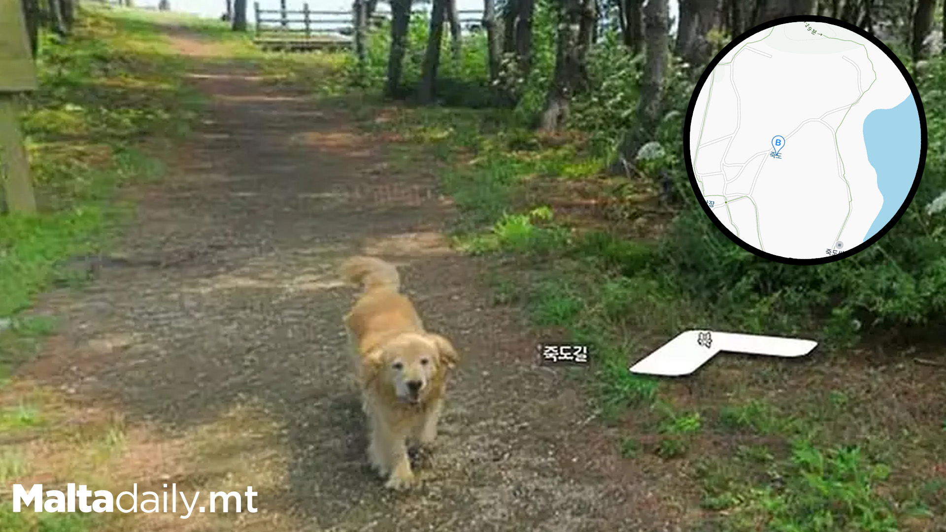 Cute Dog Photobombs Google Maps 1,000+ Times