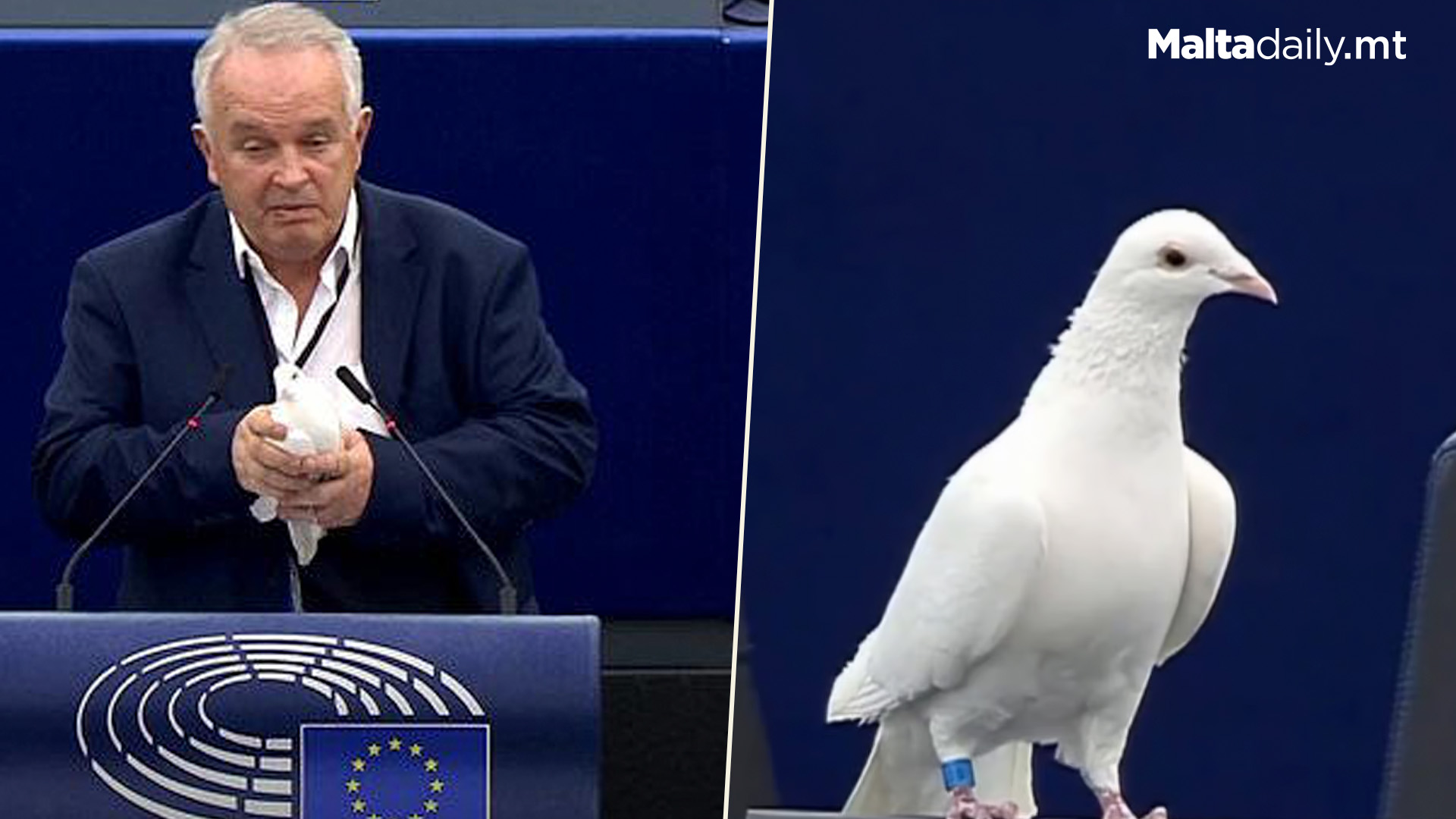 Slovakian MEP Releases Dove In European Parliament