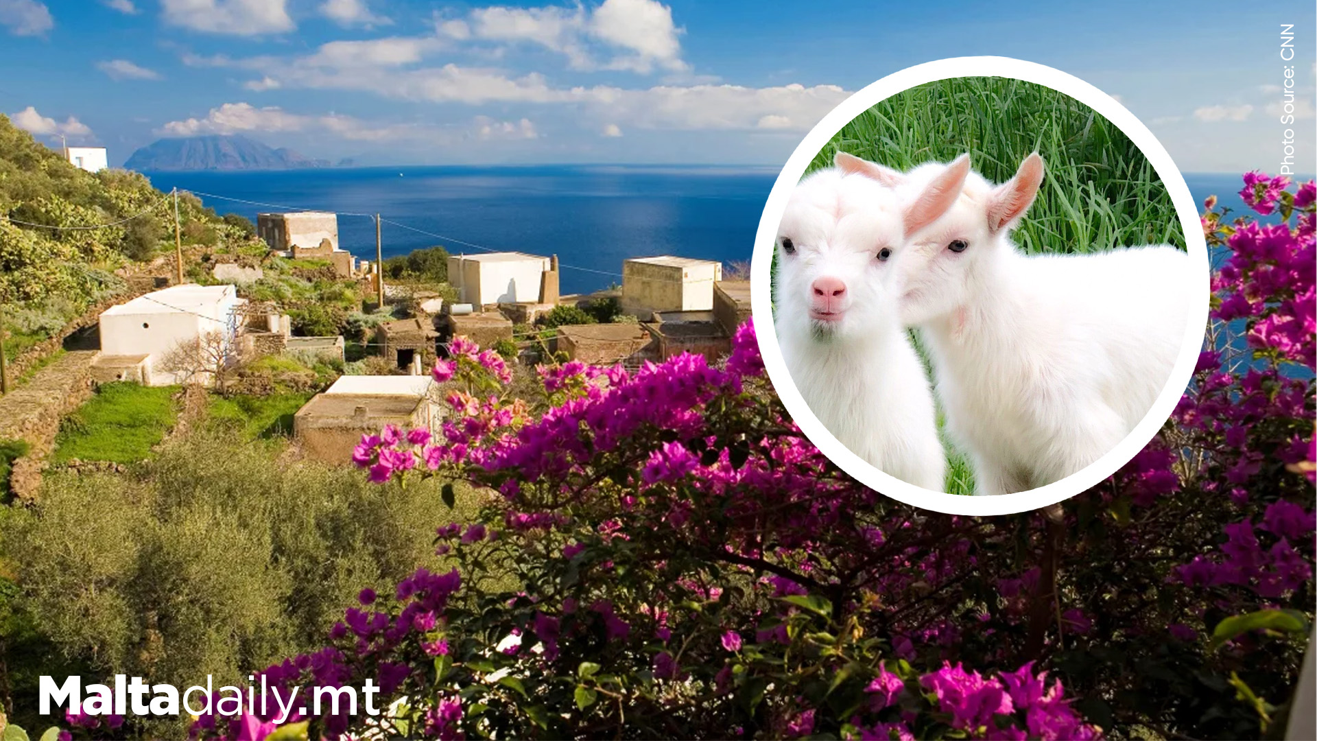 Mayor of Remote Sicilian Island Proposes 'Adopt-a-Goat' Fix for Wild Goat Influx