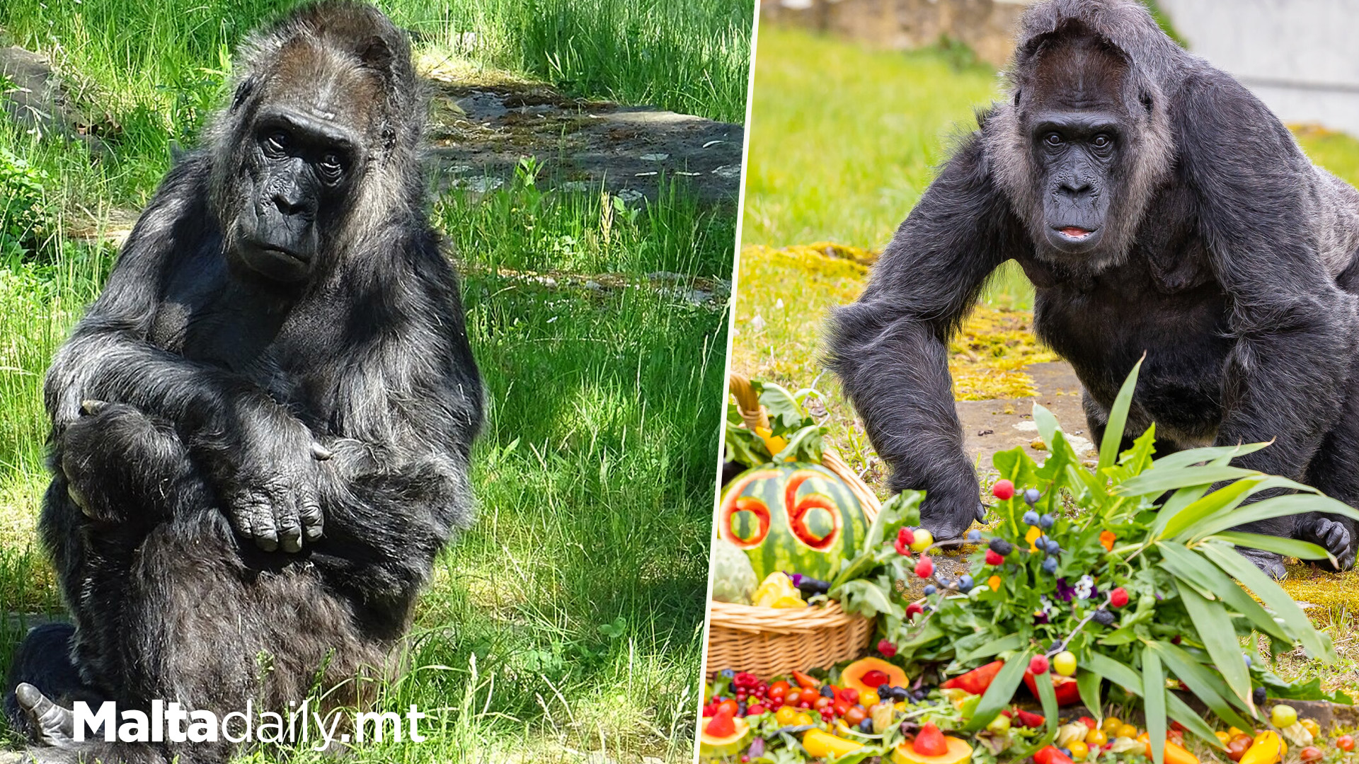 World’s Oldest Gorilla Fat Celebrates 67th Birthday