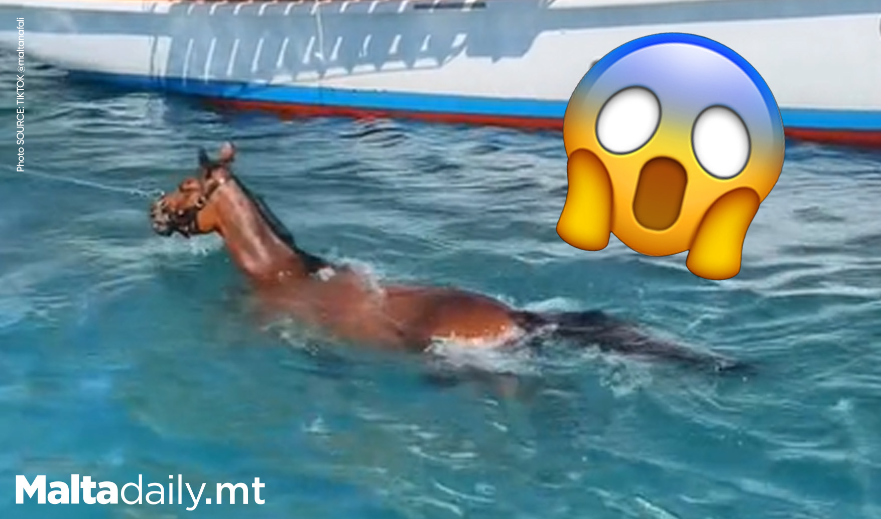Horse Seen Swimming in Gozo Ferry Port in New TikTok