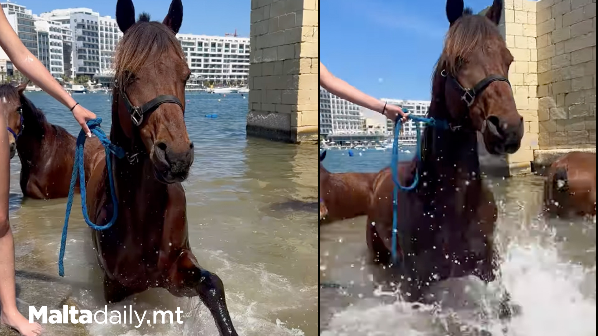 Rescued Horses Go For Splash At Manuel Island Marina