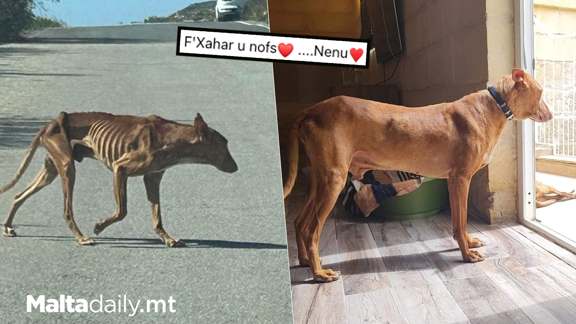 A Rescued Dog's Journey To Recovery!