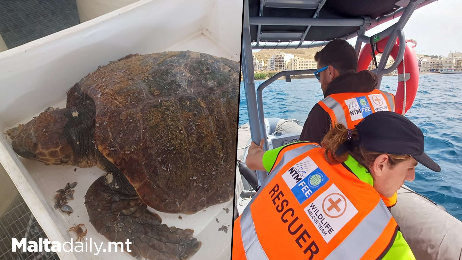 Another Injured Turtle Rescued From Marsalforn