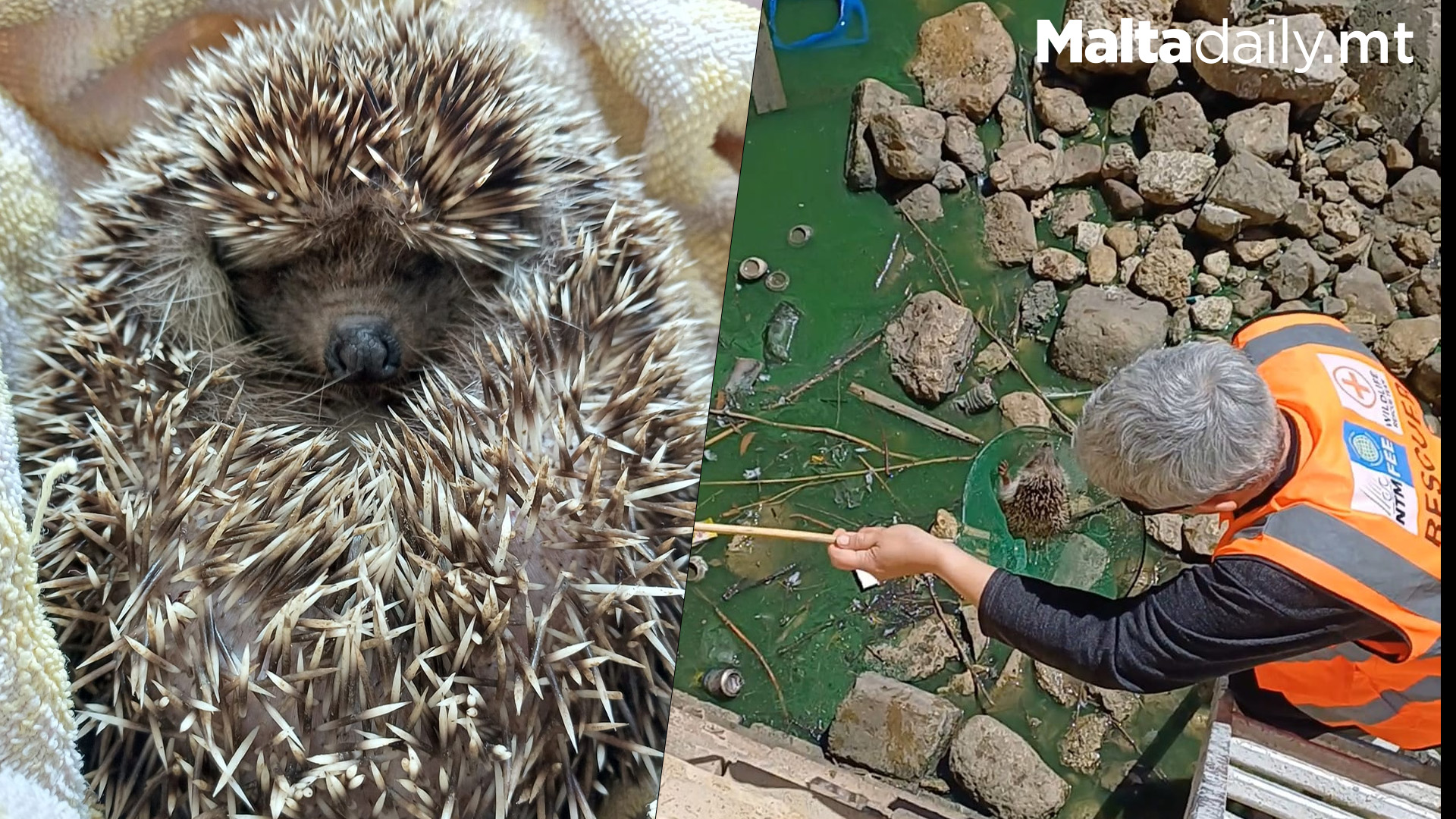 Hedgehog Saved from Dangerous Waters in Victoria, Malta