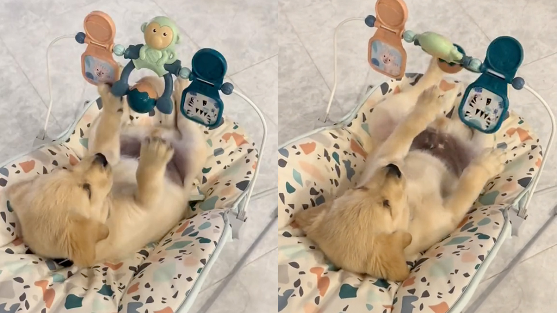 Local Pup Steals Hearts As He Plays On Baby Swing