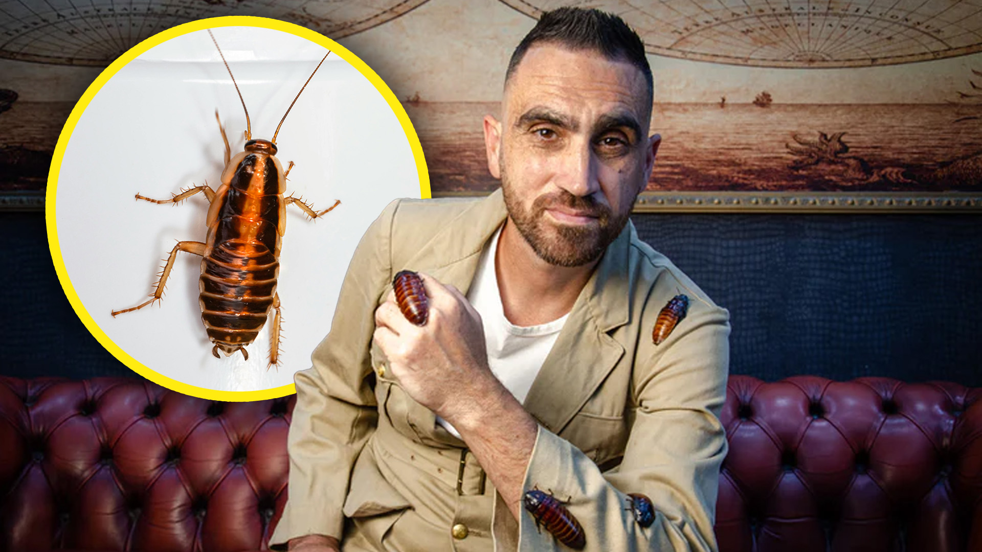 How To Spot The Difference Between Malta's Cockroaches