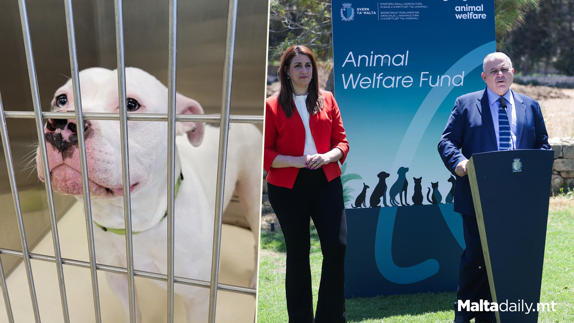 €85,000 Investment To Help Local Animal Shelters